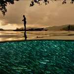 The world that lies below the surface! It is so easy to forget that the sea we see is just a surface and there is a whole universe lying below our boards. Thanks again to David Doubilet for the photo.