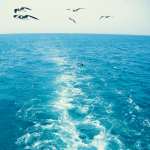 I am a bird at sea, completely free and without a home.