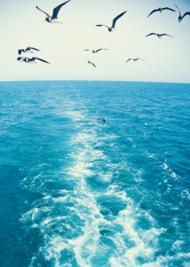 I am a bird at sea, completely free and without a home.