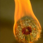 Burn it all! Always.