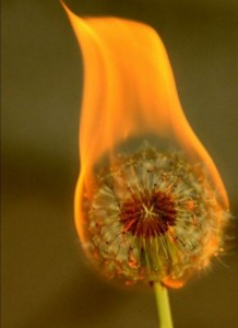 Burn it all! Always.