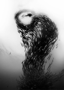 To be barreled in a wave of barracudas ... David Doubilet captures a different kind of surfing.
