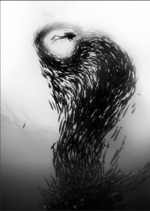 To be barreled in a wave of barracudas ... David Doubilet captures a different kind of surfing.