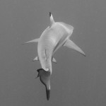 They say that in Hawaii there is a shark within 20 feet of you at all times in the water.