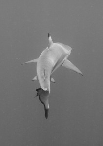 They say that in Hawaii there is a shark within 20 feet of you at all times in the water.