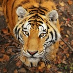 Tiger, tiger, burning bright/ In the forests of the night,/ What immortal hand or eye/ Could frame they fearful symmetry./ In what distant deeps or skies/ burnt the fire of thine eyes.
