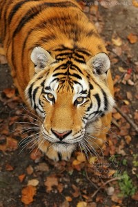 Tiger, tiger, burning bright/ In the forests of the night,/ What immortal hand or eye/ Could frame they fearful symmetry./ In what distant deeps or skies/ burnt the fire of thine eyes.