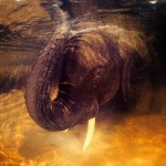 elephant underwater