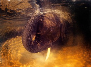 elephant underwater