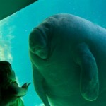 First encounters... of the large sea animal kind.