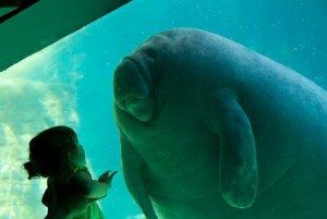 First encounters... of the large sea animal kind.