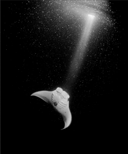 Somewhere out there is a giant manta ray devouring stars in a galaxy far far away. (note: this is a galaxy of plankton)
