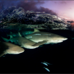 I want to swim with sharks, but they never seem to want to swim with me. What shy creatures!