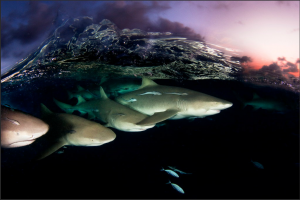 I want to swim with sharks, but they never seem to want to swim with me. What shy creatures!