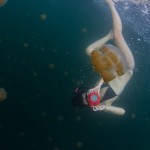 Jellyfish populations are exploding.