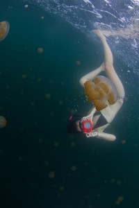 Jellyfish populations are exploding.
