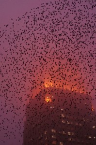 And the sky darkened as if being thrust into a noisy black night.