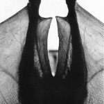 There are only 2 native land mammals in Hawaii: the Hawaiian bat and the monk seal. This is not a Hawaiian bat.