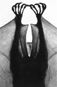 There are only 2 native land mammals in Hawaii: the Hawaiian bat and the monk seal. This is not a Hawaiian bat.