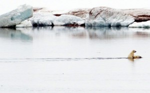 Beautiful: piggy back ride from one of the deadliest hunters on the planet (fact: polar bears have been known to actively hunt people).
