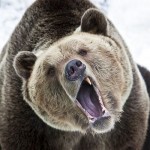 A yawn and a snarl have so much in common...and yet so little.