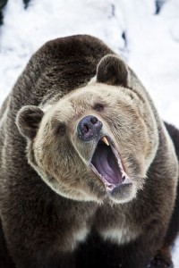 A yawn and a snarl have so much in common...and yet so little.