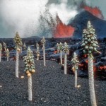 The true paradise of Hawaii-- leaves sheared off papaya trees from falling lava. (Kileua)