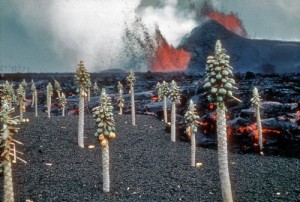 The true paradise of Hawaii-- leaves sheared off papaya trees from falling lava. (Kileua)