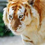 orange tiger