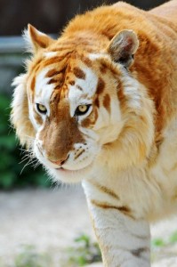 orange tiger