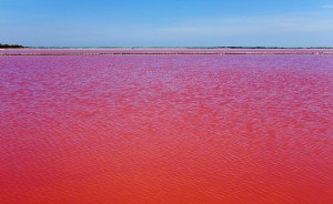 pinksaltlake01
