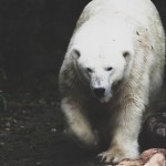 Polar bears are one of the few animals that actually stalk and attack people for food (fact thanks to Brendan P).