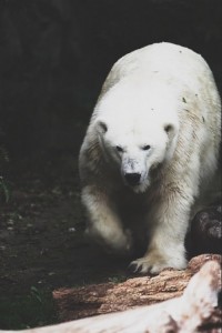 Polar bears are one of the few animals that actually stalk and attack people for food (fact thanks to Brendan P).