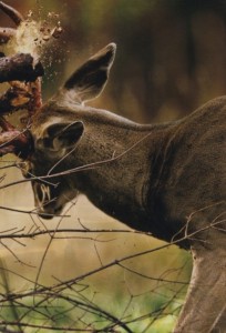Man, at his best, is the rope tied over the abyss that separates beast and god.