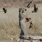 The fastest mammal on Earth...