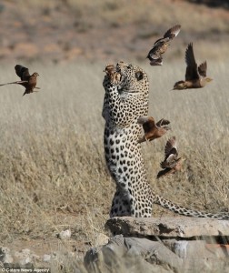 The fastest mammal on Earth...