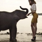 feeding elephants