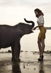 feeding elephants