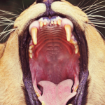 Monkeys smile when they feel threatened in order to show their teeth.