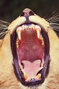 Monkeys smile when they feel threatened in order to show their teeth.
