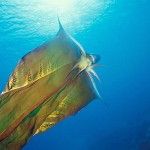 Octopi have the potential to show us so much about intelligence... Even Octopi in capes.