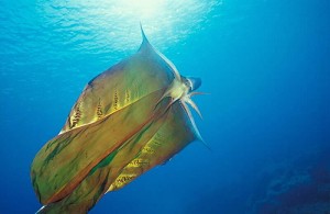 Octopi have the potential to show us so much about intelligence... Even Octopi in capes.