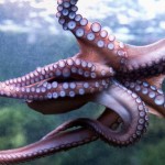 The intelligence in an octopus is completely alien to our own. It's hard to have cities underwater because the chaos of the ocean is always changing the bottom. But there is a population of octopi off the coast of australia (?) who are building a society.