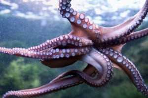 The intelligence in an octopus is completely alien to our own. It's hard to have cities underwater because the chaos of the ocean is always changing the bottom. But there is a population of octopi off the coast of australia (?) who are building a society.