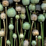 poppies