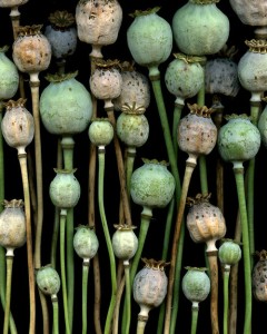 poppies