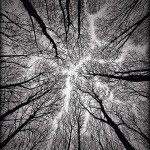 Trees... So similar to a fungal pattern. The order of random arrangements...