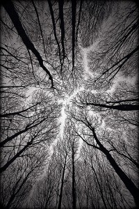 Trees... So similar to a fungal pattern. The order of random arrangements...