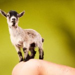 Goats will climb anything.