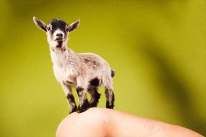 Goats will climb anything.